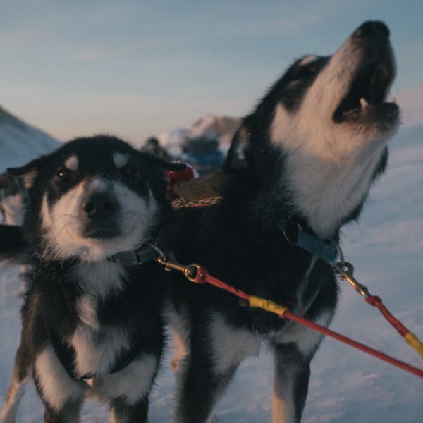 Dog sledding whitehorse
