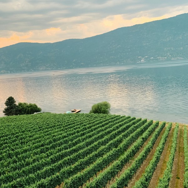 Kelowna winery by Kolby Milton Unsplash