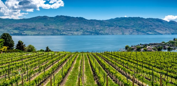 Green vineyard with lake and rolling mountains on a blue sunny day
