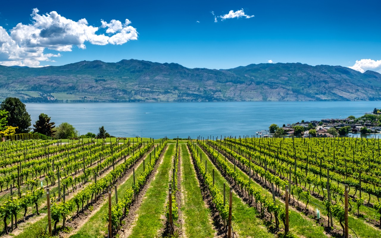 Green vineyard with lake and rolling mountains on a blue sunny day