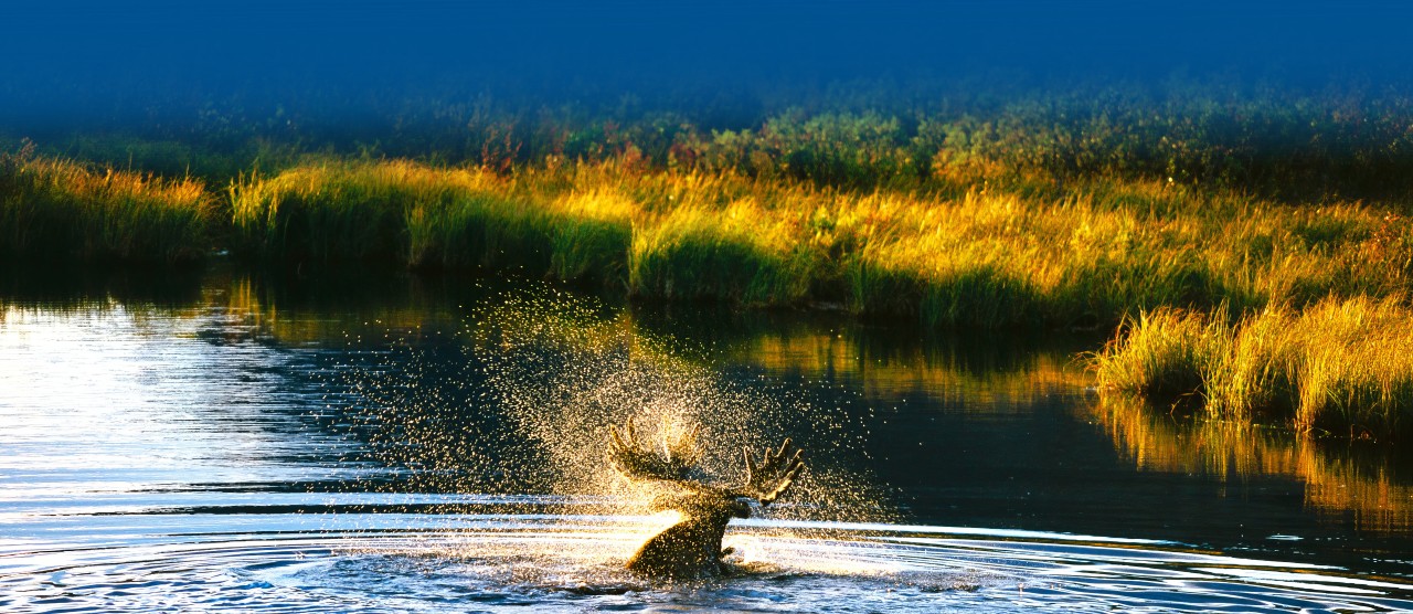 A moose shakes its antlers as it swims, water droplets catching golden light around its head as it nears a shoreline bright with fall colours.