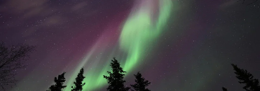 Northern Lights seen above treetops in Inuvik
