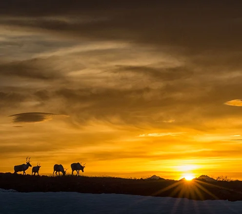 Deer grazing at sunset