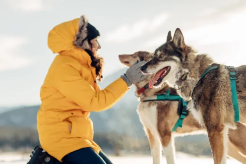 Woman in yellow parka petting sled dogs