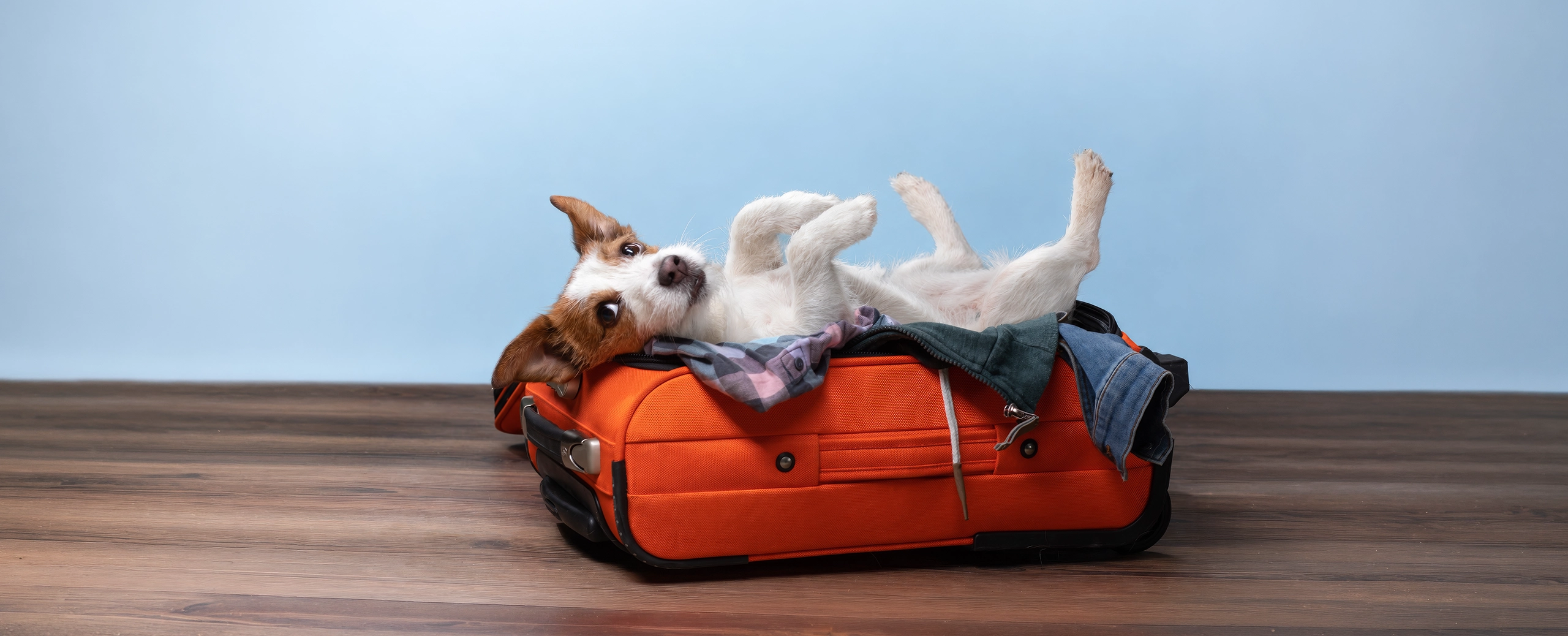 dog adorably asking family to go along with them on travel trip