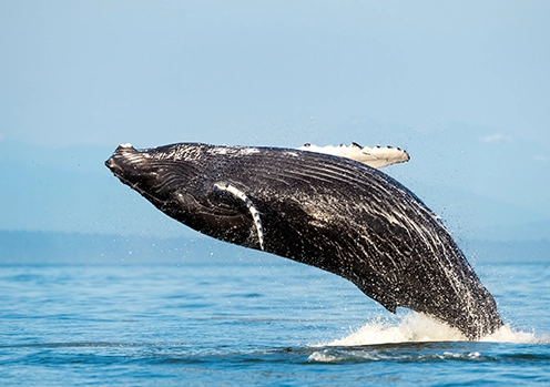whale watching in Victoria